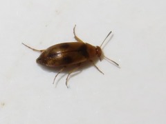 Anaspis maculata