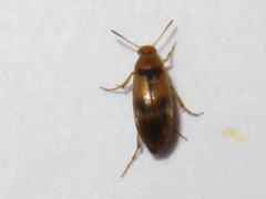 Anaspis maculata