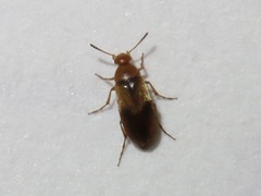 Anaspis maculata