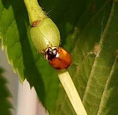 Adalia decempunctata