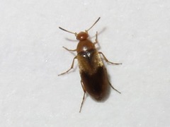 Anaspis maculata