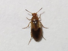 Anaspis maculata
