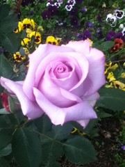 Rosaceae