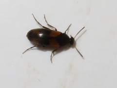 Anaspis fasciata