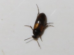 Anaspis fasciata