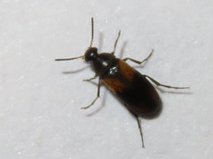 Anaspis fasciata