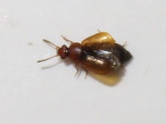 Eusphalerum luteum