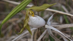 Cypripedium candidum