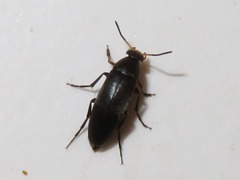 Anaspis frontalis