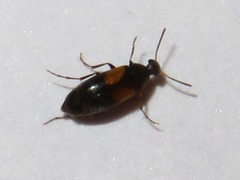 Anaspis fasciata