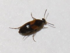Anaspis fasciata