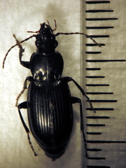 Rhytisternus liopleurus