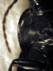 Rhytisternus liopleurus