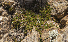 Selaginella eremophila