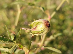 Rosa agrestis