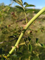 Rosa agrestis