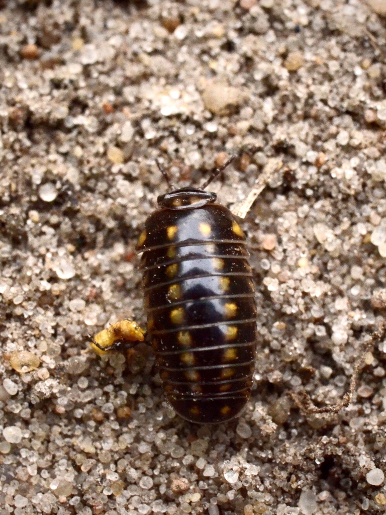 Glomeris tetrasticha
