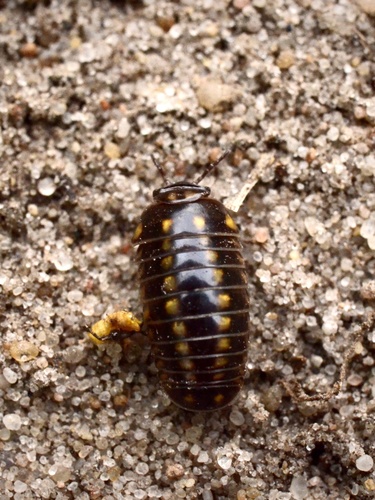 Glomeris tetrasticha