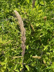 Alopecurus pratensis