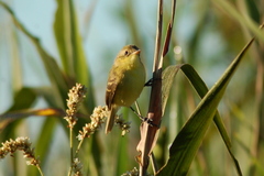Pseudocolopteryx dinelliana