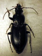 Rhytisternus liopleurus