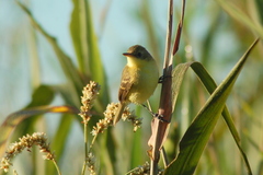 Pseudocolopteryx dinelliana
