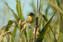 Pseudocolopteryx dinelliana