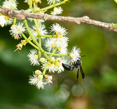 Anterhynchium flavomarginatum