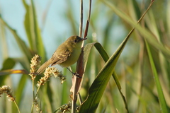 Pseudocolopteryx dinelliana