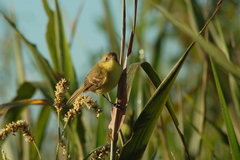 Pseudocolopteryx dinelliana