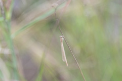 Lestes pallidus