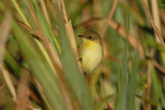 Pseudocolopteryx dinelliana