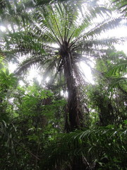 Elaeis guineensis