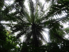 Elaeis guineensis