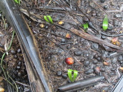 Elaeis guineensis