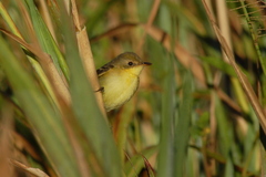 Pseudocolopteryx dinelliana