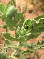 Zygogramma heterothecae