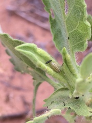 Zygogramma heterothecae