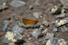 Euphyes bimacula
