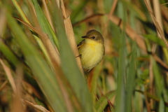 Pseudocolopteryx dinelliana