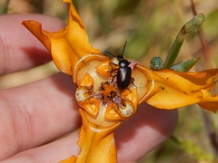 Cypella fucata