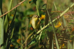Pseudocolopteryx dinelliana