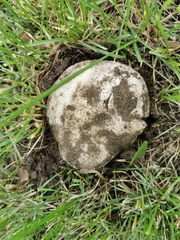 Agaricus bitorquis