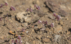 Sidotheca emarginata