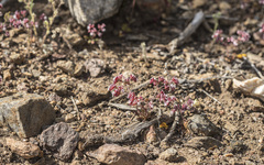 Sidotheca emarginata