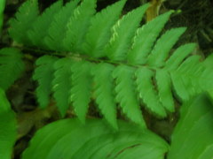 Dryopteris clintoniana