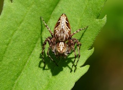 Oxyopes ramosus