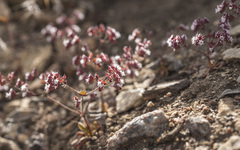 Sidotheca emarginata