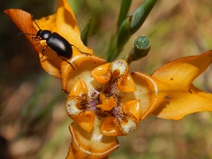 Cypella fucata