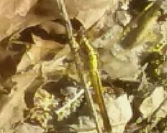 Libellula needhami